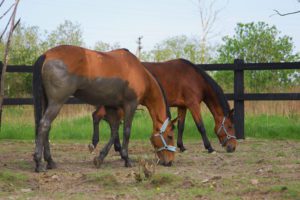 cheval avec un cataplasme d'argile
