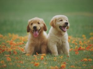 argile verte pour chien
