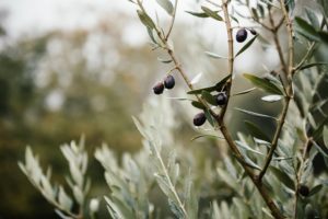 traitement naturel à l'argile contre la mouche de l'olivier
